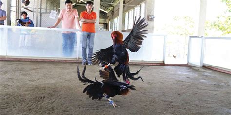 Kilalanin: The Best Gamefowl Bloodlines in the Philippines.